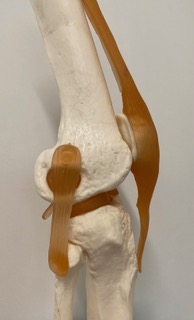 patologia-de-genoll-manresa patologia-de-genoll-manresa